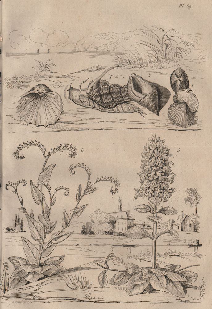 Bucardes (cockles). Buccins (whelks). Bugle (Ajuga). Buglosse (Alkanet) 1834